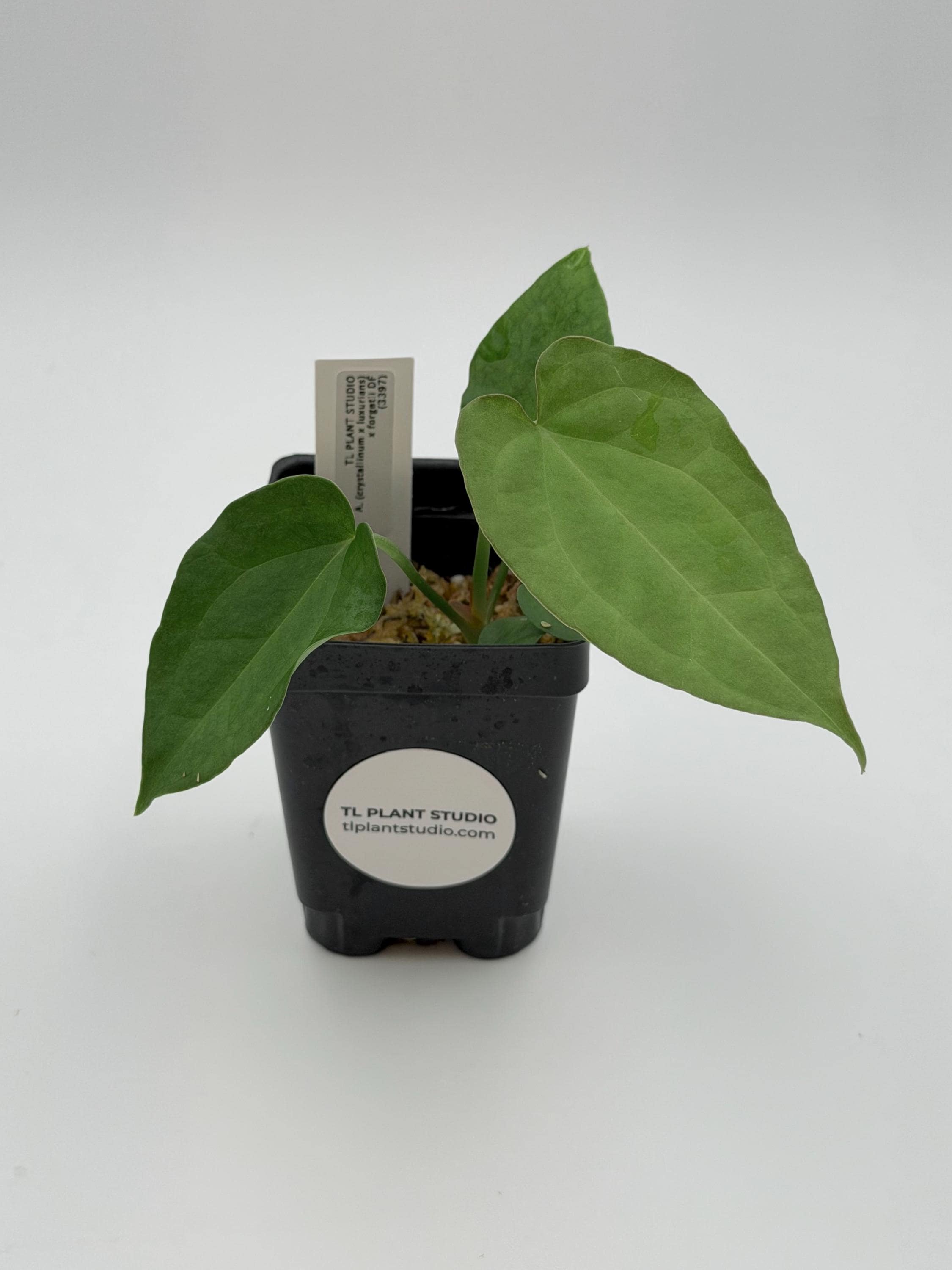 anthurium queen crystallinum Anthurium Queen Of Hearts  plantandstories