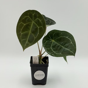 Anthurium forgetii dark form x besseae aff #2836 Exact Plant | Rare Exotic Tropical Plant | Free Shipping | Pls read description