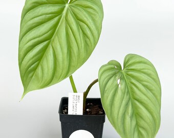 Philodendron Sp Napo 347 Rare Exotic Aroid Plants and Fast - Etsy