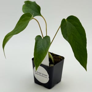 Anthurium crystallinum x luxurians) x papillilaminum red back #3208 Exact Plant | Rare Exotic Plants | Free Shipping | Pls read description