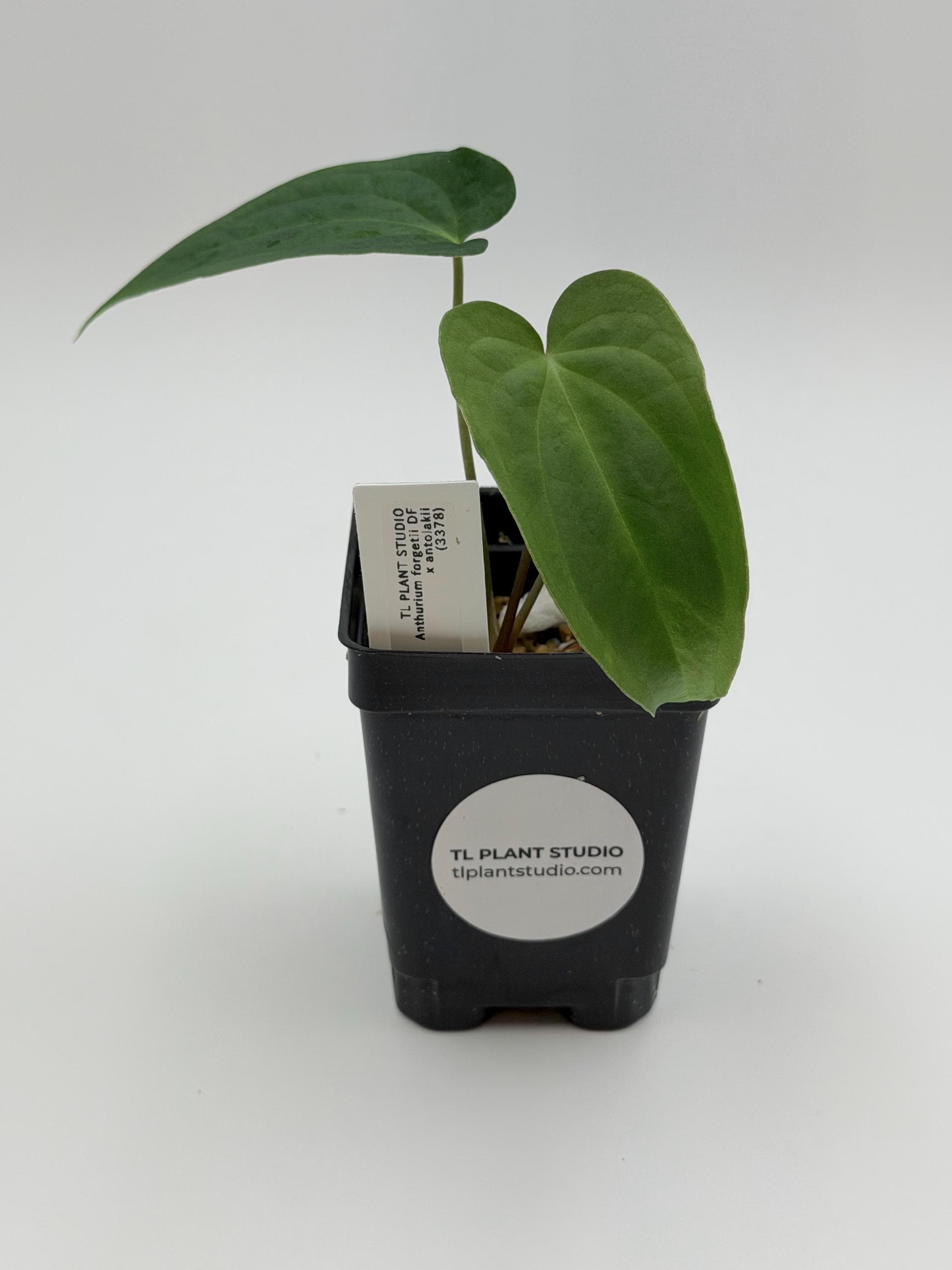 Anthurium Carlablackiae X Papillilaminum - Etsy