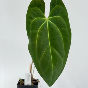 Anthurium besseae aff x papillilaminum #2983 Exact Plant | Free Shipping | Rare Exotic Plants | Fast Processing | Pls read description