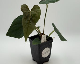 Anthurium ( Eastern Dressleri X Dressleri F2P ) X ( SKG Pink