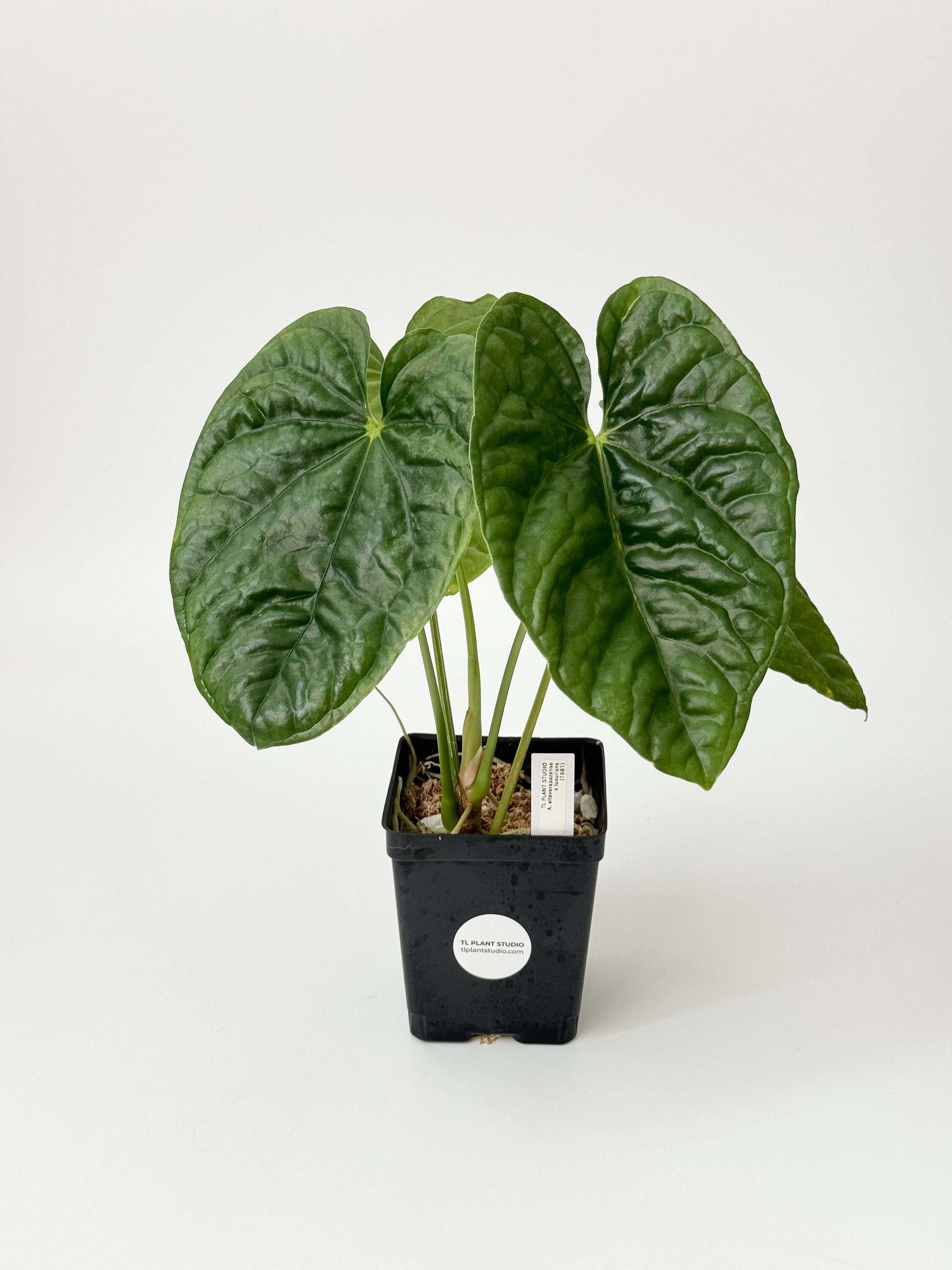 Anthurium Altaverapazense X Luxurians #1981 | Rare Exotic Anthurium Altaverapazense X Luxurians #1981 | Rare Exotic