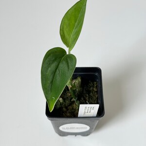 monstera tropft morgens Monstera, Deliciosa 10"  Chalet