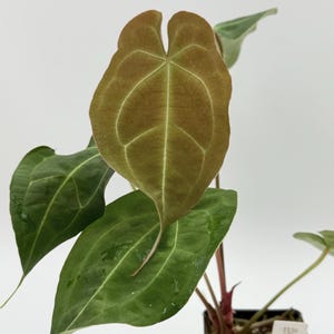 Anthurium Forgetii X Magnificum #3131 Exact Plant | Rare Exotic Plants |  Details in Description - Etsy