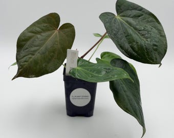 Anthurium carlablackiae NSE x antolakii #3236 Exact Plant | Rare Exotic Plants | Details in Description