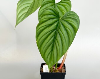 Philodendron Sp Napo 347 Rare Exotic Aroid Plants and Fast - Etsy