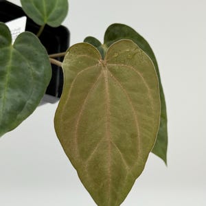 NSE carlablackiae x BVEP (antolakii) #3235 Exact Plant | Rare Exotic Plants | Details in Description