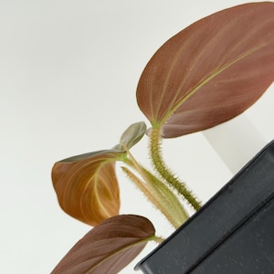 Philodendron squamicaule Blood #3133 Exact Plant | Rare Exotic Plants | Free Shipping | Pls read description