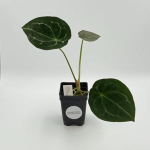 Anthurium forgetii dark form x besseae aff #2785 Exact Plant | Rare Exotic Tropical Plant | Free Shipping | Pls read description