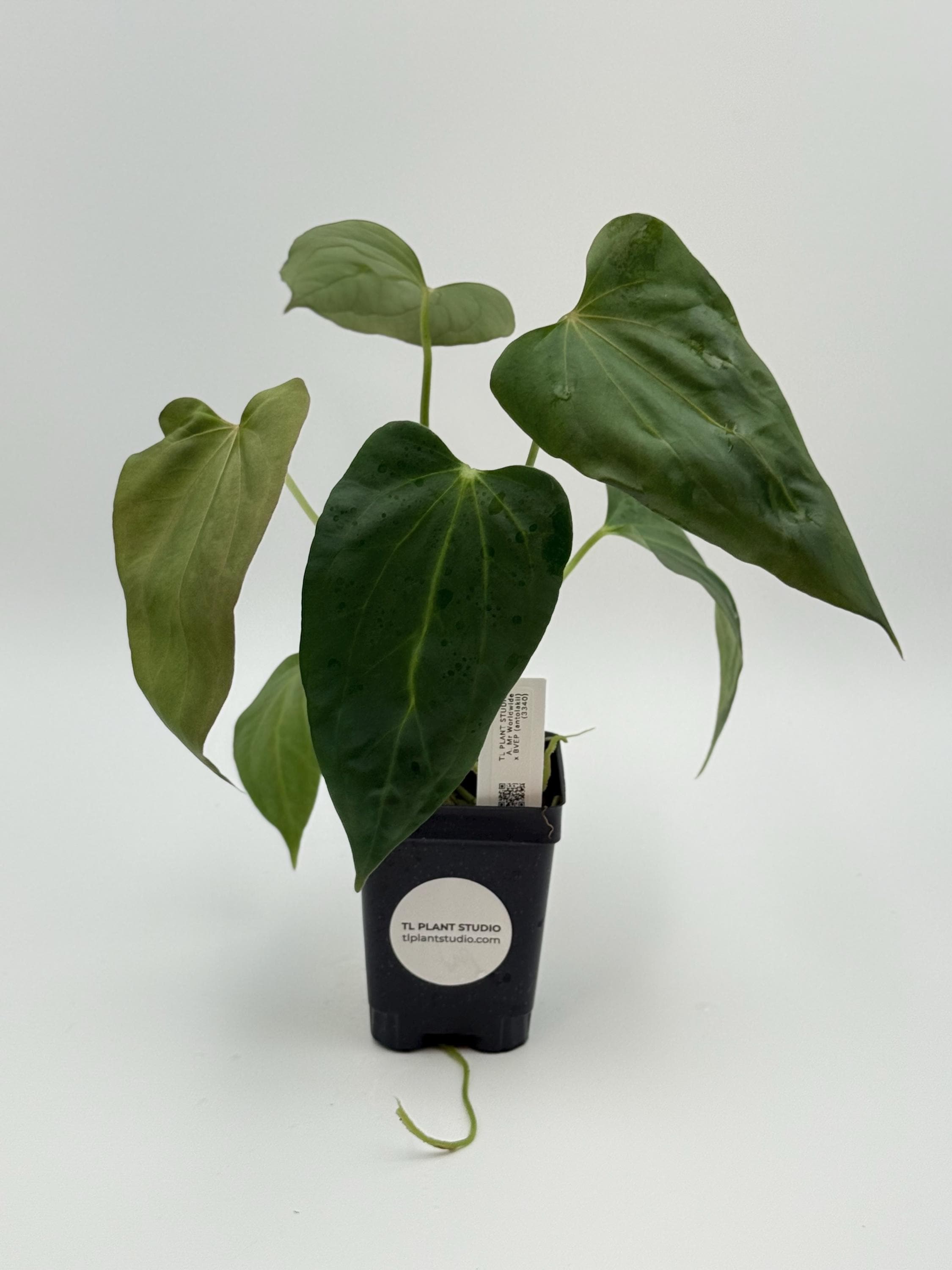 アンスリウム （AOS x Antolakii） x Portillae anthurium-aos-tims-black-x-a-