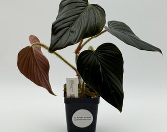 Philodendron Lynnhannoniae Fully Rooted in 2.5 Inch Pot