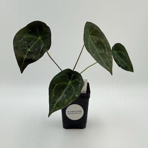Anthurium forgetii dark form x besseae aff #2689 Exact Plant | Rare Exotic Tropical Plant | Free Shipping | Pls read description
