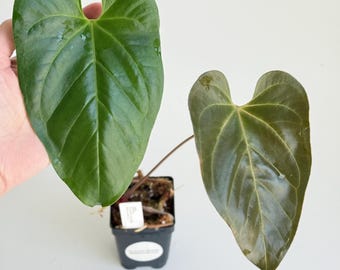Anthurium Besseae Aff X Forgetii DF #2847 Exact Plant | Free