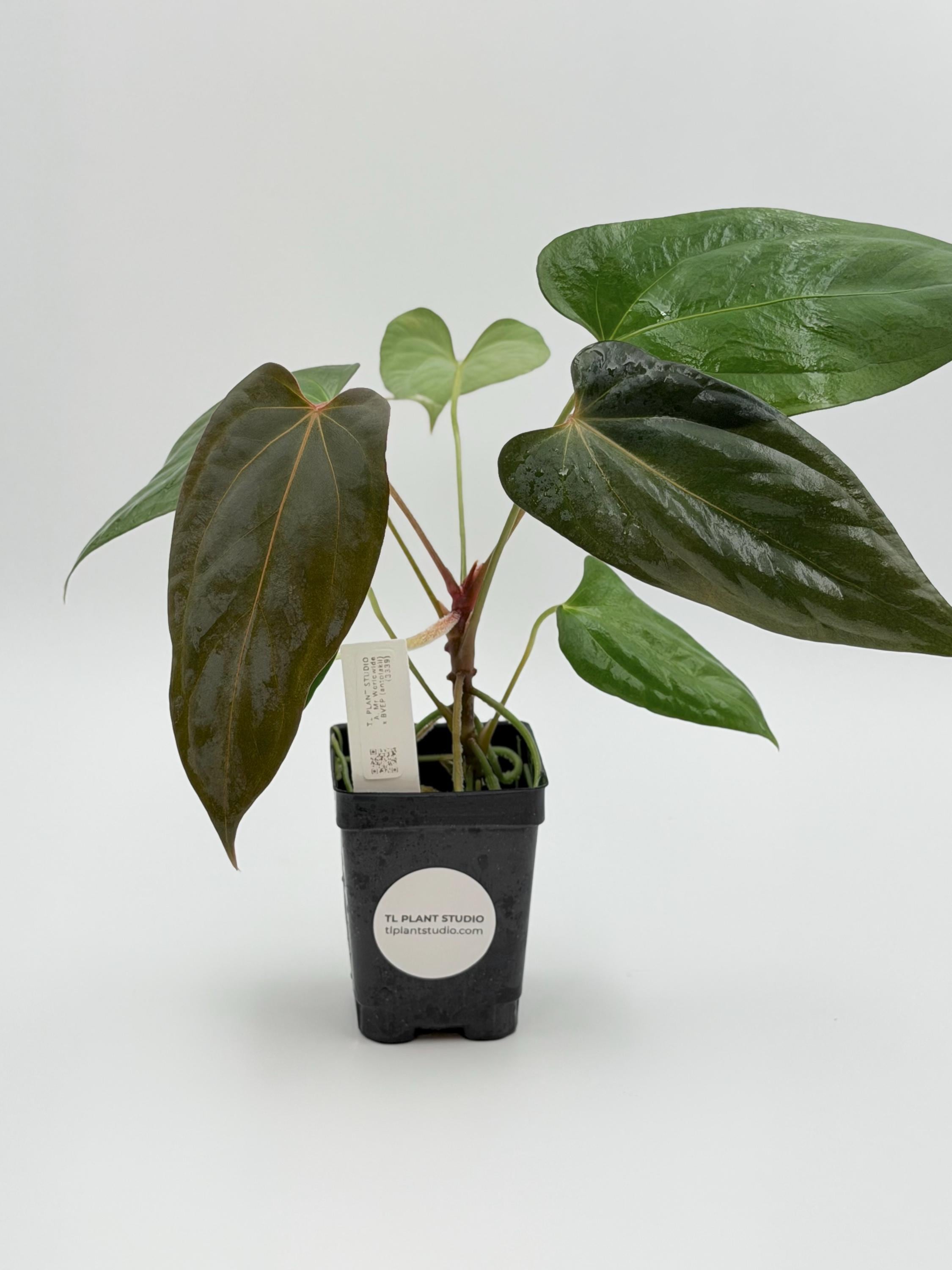 Anthurium Portillae X - Etsy