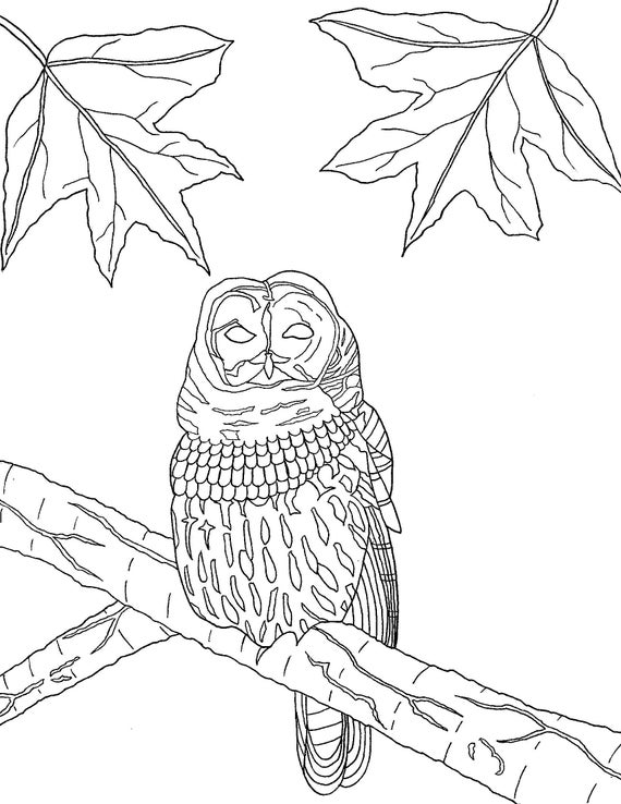 Barred owl coloring pages | Etsy