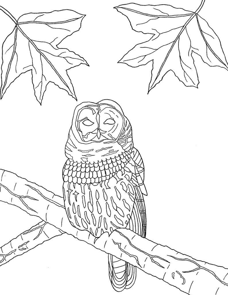 Barred owl coloring pages | Etsy