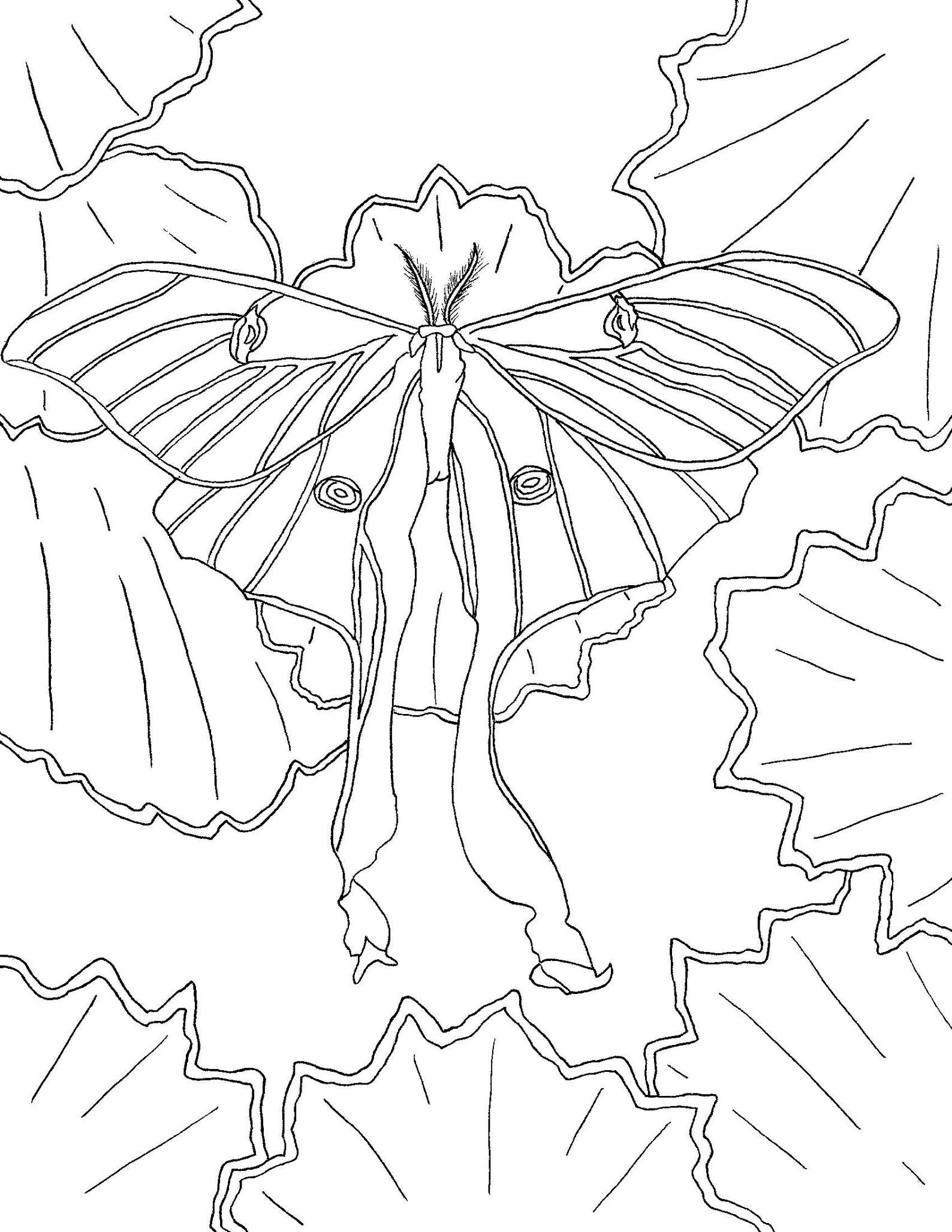 Free Luna Moth Coloring Pages Sketch Coloring Page