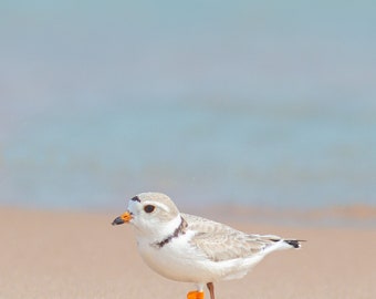 PRINT- Sleeping Bear Dunes/Lake Michigan, Piping Plover, Bird, Shoreline, Endangered species, Glen Haven