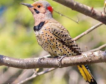 PRINT- Northern Flicker photo - woodpeckers, flickers, spring birds, Nature photo, bird photo, Bird Photography, Bird print