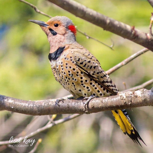 PRINT- Northern Flicker photo - pájaros carpinteros, parpadeos, pájaros de primavera, foto de naturaleza, foto de pájaros, fotografía de aves, impresión de aves