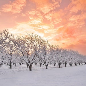 PRINT- Sleeping Bear Dunes/Sutton’sBay/Leelanau County,apple orchard, sunrise, northern Michigan winter scene,countryside