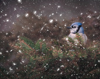May include: A blue jay perched on a pine branch in a snowy winter scene. The bird is facing to the left and has a blue crest and wings. The snow is falling around the bird and the branch.