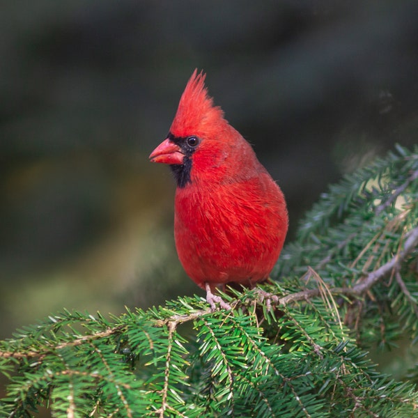 PRINT- Cardinal  photo - red bird print, Nature photo, bird photo, Bird Photography, Bird print, Pine tree