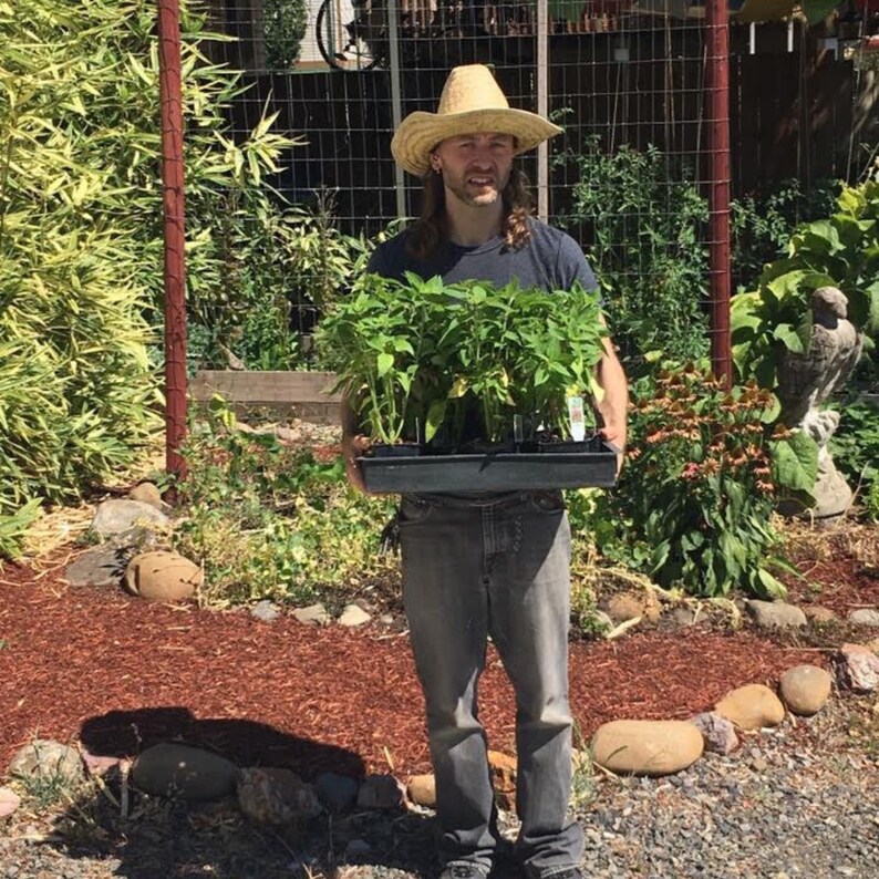Pu&ograve; includere: Una persona con un cappello di paglia e una maglietta nera tiene un vassoio di piante verdi. Le piante sono in piccoli vasi neri e sono disposte a griglia. La persona &egrave; in piedi in un giardino con pacciame rosso e pietre.