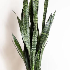 1 dollar slangenplanten !! * en GRATIS BONUSPLANT* Sansevieria Trifasciata | Onderhoudsvriendelijke kamerplant voor binnen | Luchtzuiverend | Decoratie voor thuis en op kantoor