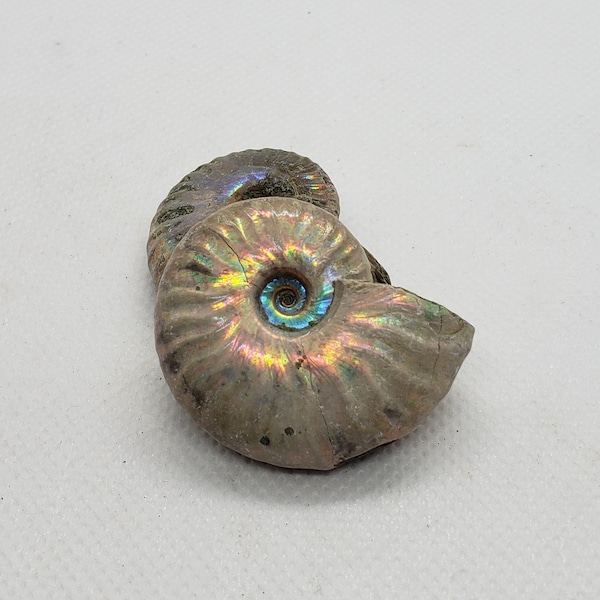 Whole Opalized Ammonite  Fossil (Madagascar)