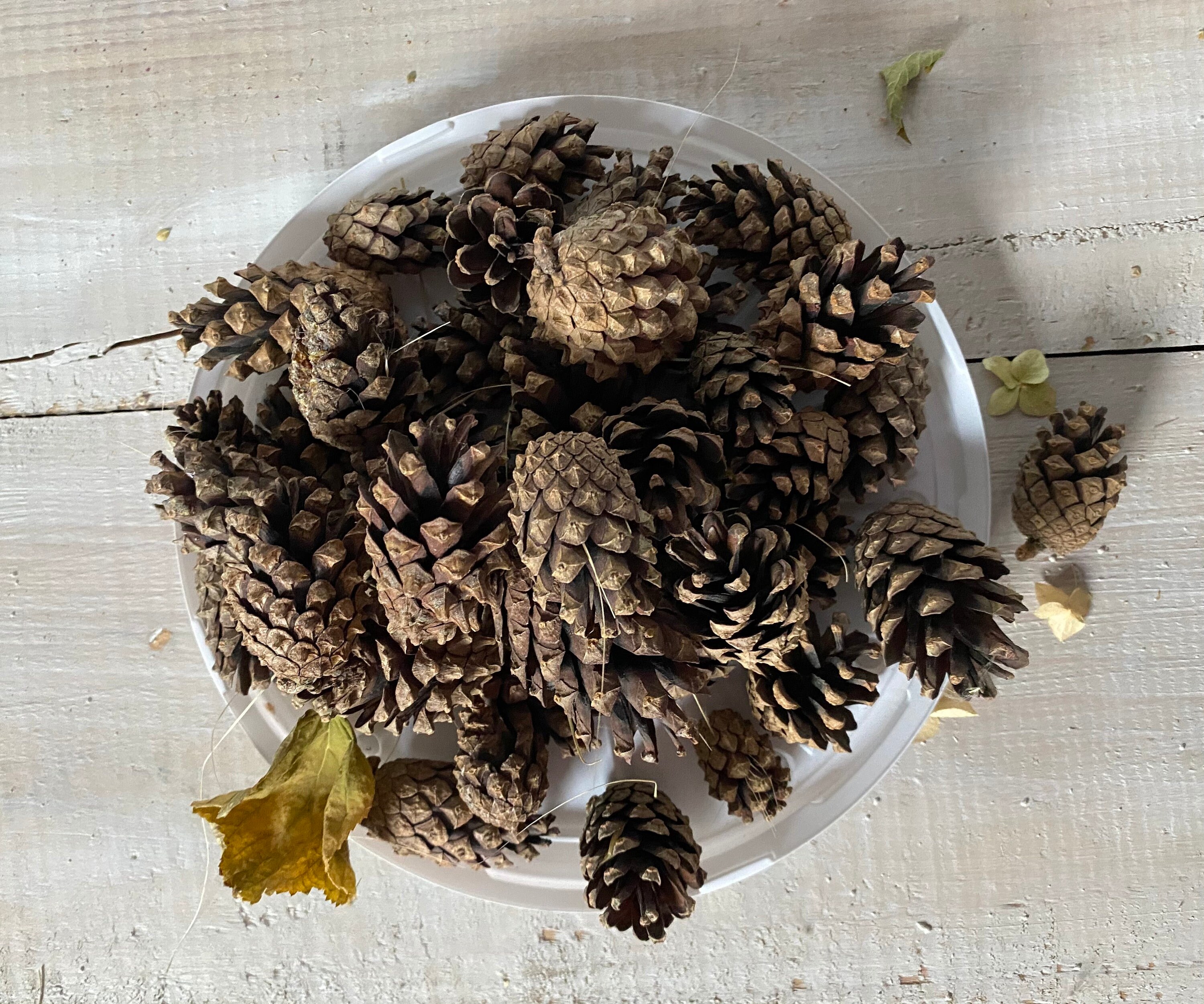 Natural dried pine cones set of 20 medium pine cones. Etsy