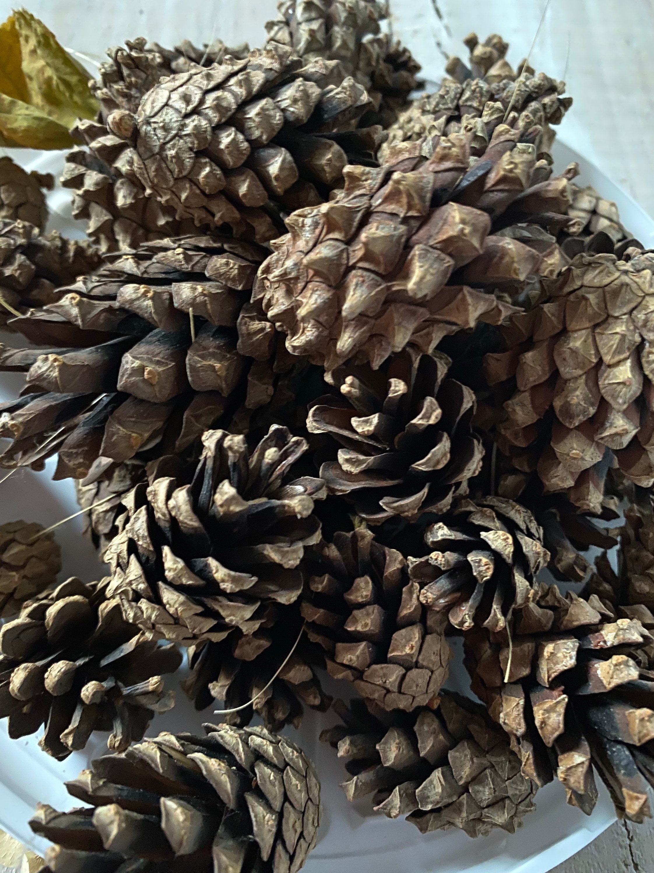 Natural dried pine cones set of 20 medium pine cones. Etsy