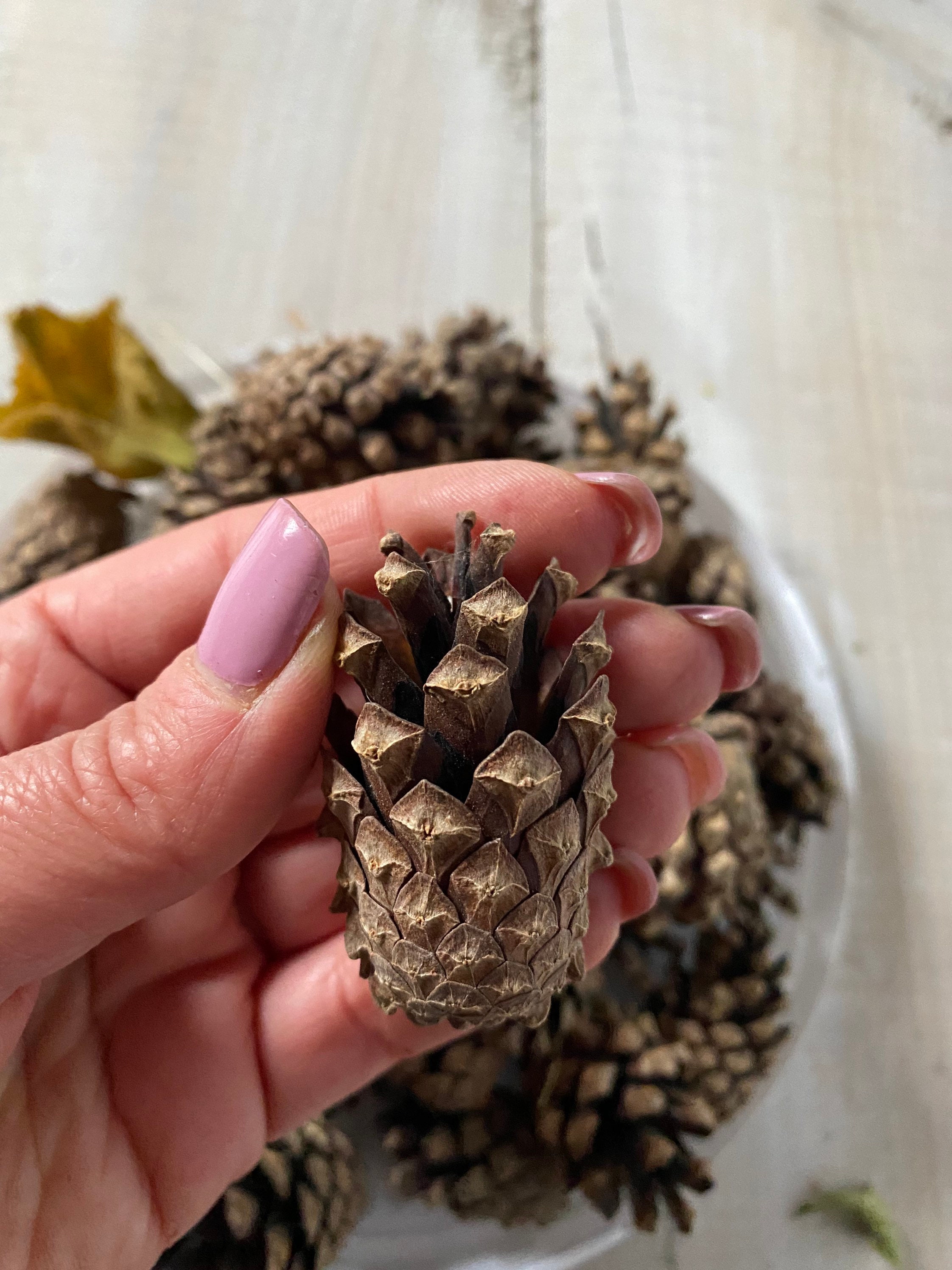 Natural dried pine cones set of 20 medium pine cones. Etsy