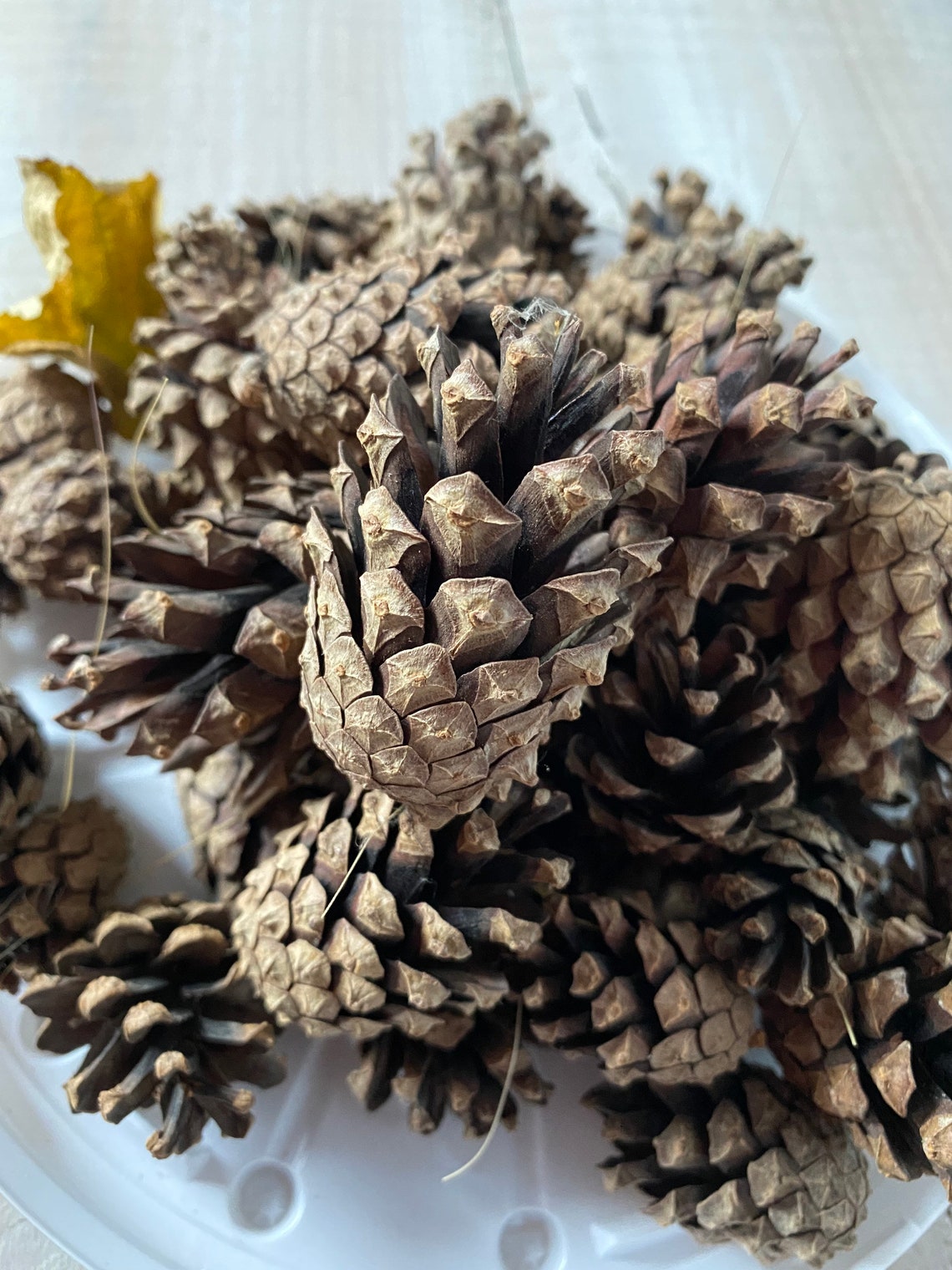 Natural dried pine cones set of 20 medium pine cones. Etsy