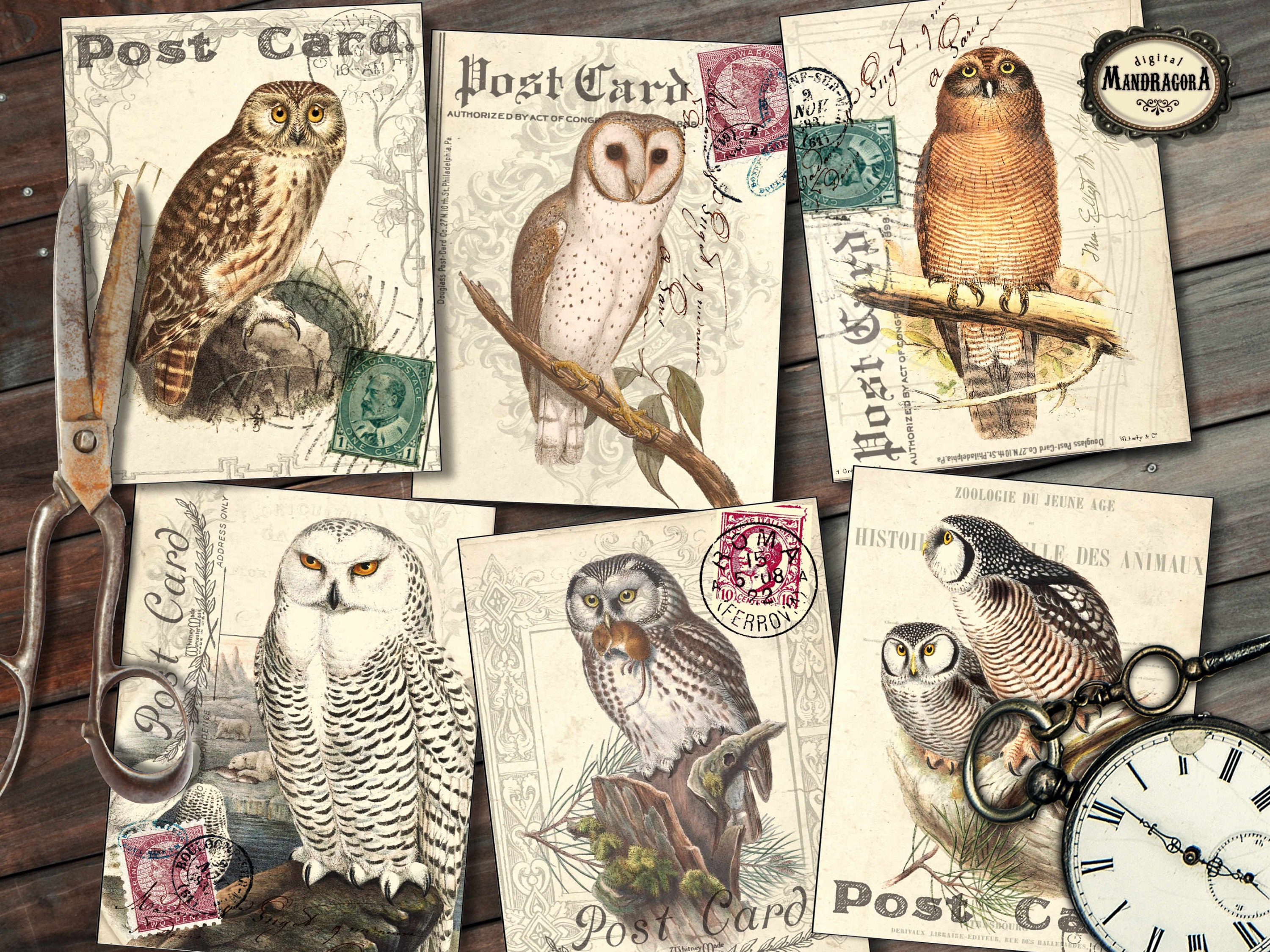 Vintage Owl Postcards: Shabby Collage, Junk Journal Cards (Digital Download)