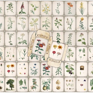 May include: A vintage botanical illustration set featuring various flowers, plants, and fruits. The illustrations are framed in a light brown border and have a cream background. The set includes a variety of flowers, including roses, lilies, and daisies, as well as plants such as ferns, ivy, and grasses. The set also includes fruits such as apples, pears, and grapes.