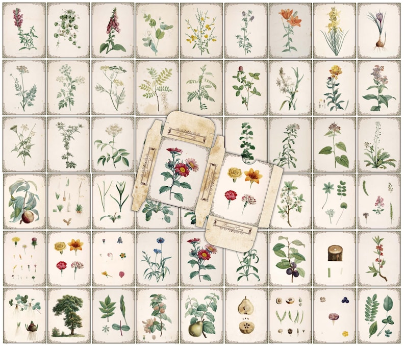 May include: A vintage botanical illustration set featuring various flowers, plants, and fruits. The illustrations are framed in a light brown border and have a cream background. The set includes a variety of flowers, including roses, lilies, and daisies, as well as plants such as ferns, ivy, and grasses. The set also includes fruits such as apples, pears, and grapes.