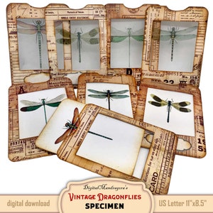 Dragonfly specimen slides kit for nature junk journal making, Insects entomology ephemera scrapbook supplies, Translucent cards