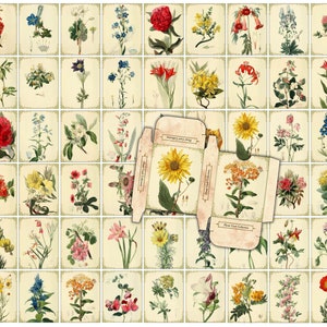Puede incluir: Un conjunto de 36 ilustraciones bot&aacute;nicas vintage con diversas flores y plantas. Cada ilustraci&oacute;n est&aacute; enmarcada con un borde decorativo e incluye el texto "Plant Card Collection".