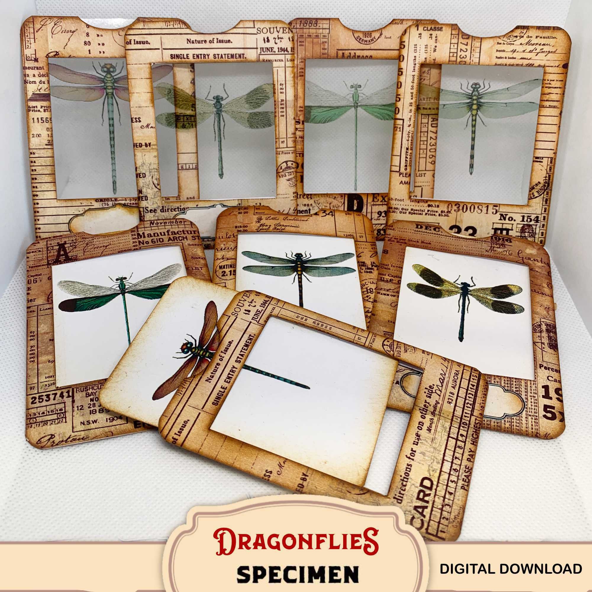 Insect Slide Collection Dragonfly Specimen Slides Kit for Nature Junk Journal Making, Insects ...