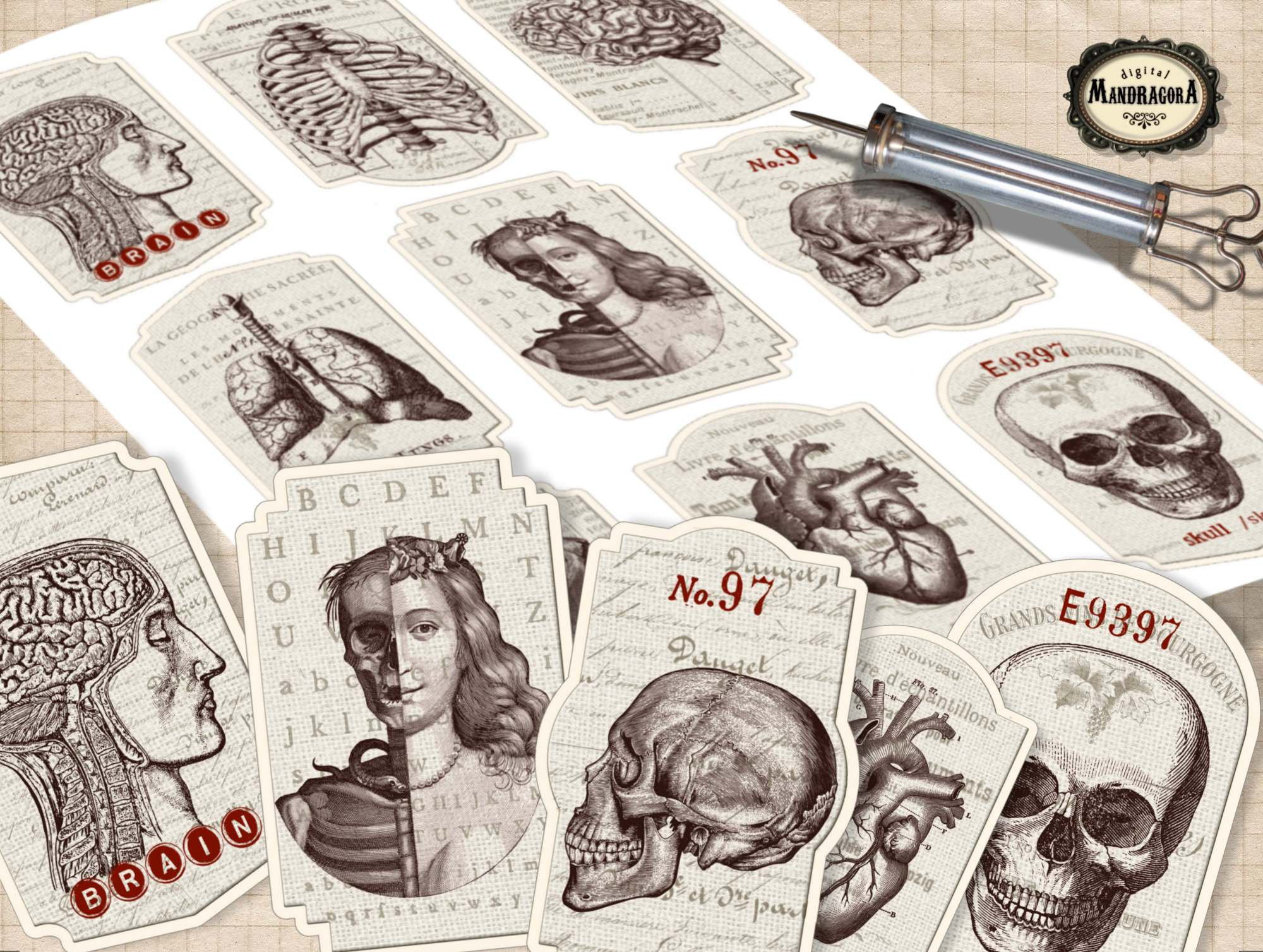 Vintage Anatomy Labels: Medical Stickers, Scrapbooking Ephemera ...