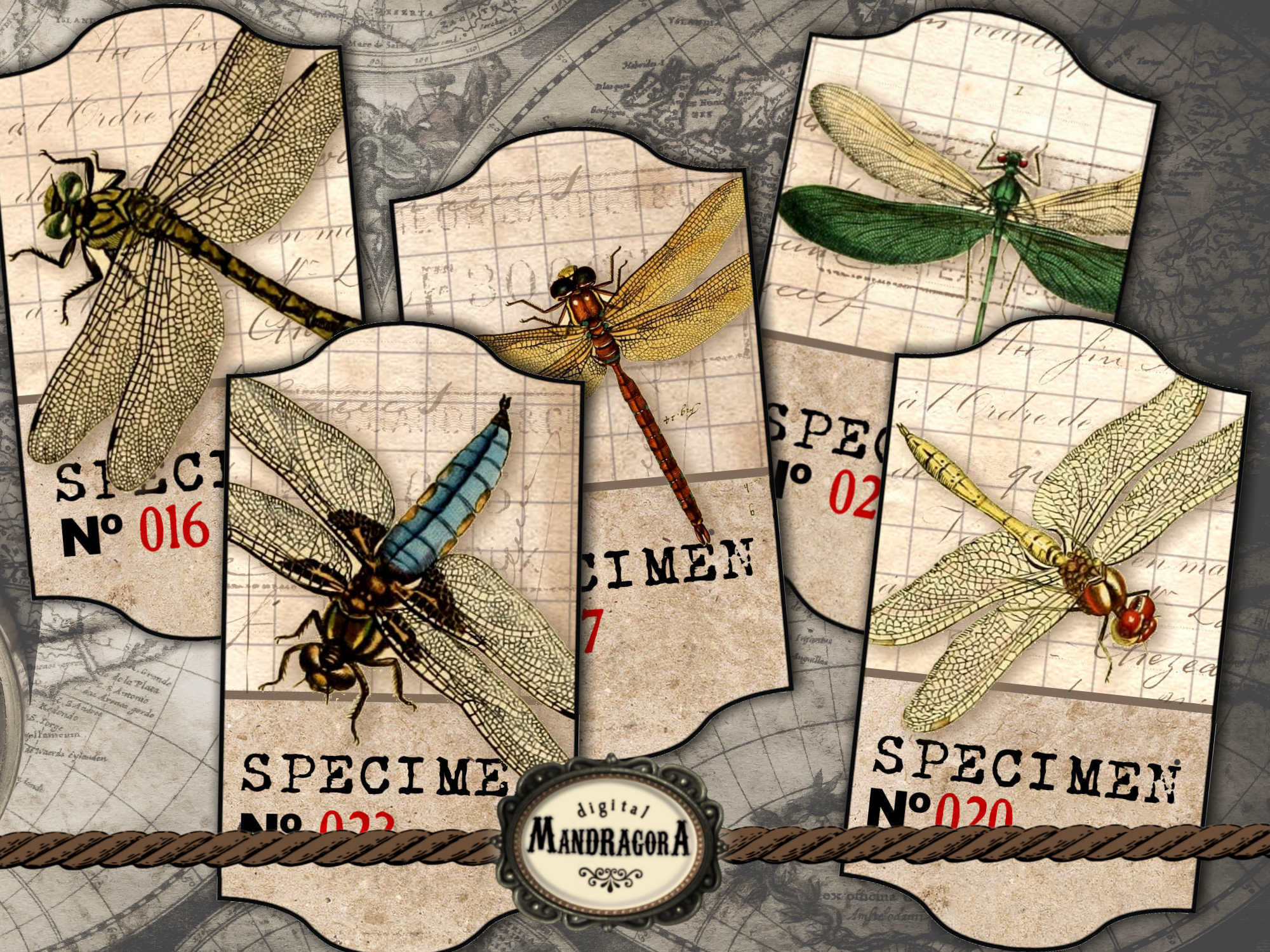 Dragonfly specimen labels vintage dragonflies images Etsy