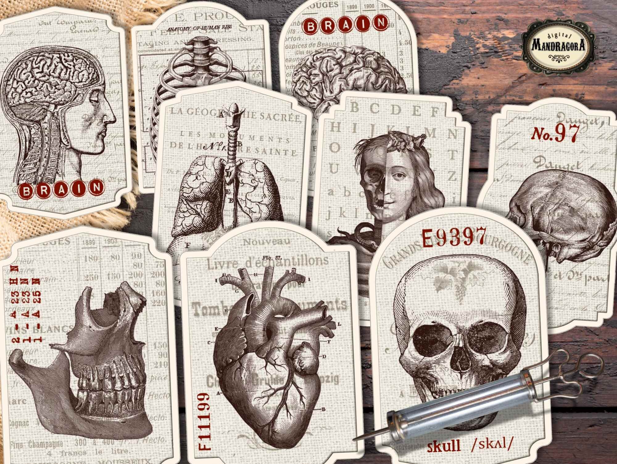 Vintage Anatomy Labels: Medical Stickers, Scrapbooking Ephemera ...