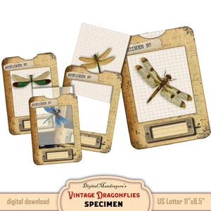 Dragonfly specimen slides with frames, vintage dragonfly cards for journaling, dragonflies on vellum, dragonfly, instant digital download
