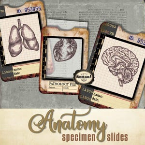 Human organs slides with tray, vintage specimen anatomy medical pathology cards for junk journal, vintage medical cards, digital download