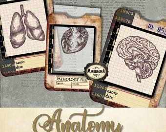 Human organs slides with tray, vintage specimen anatomy medical pathology cards for junk journal, vintage medical cards, digital download