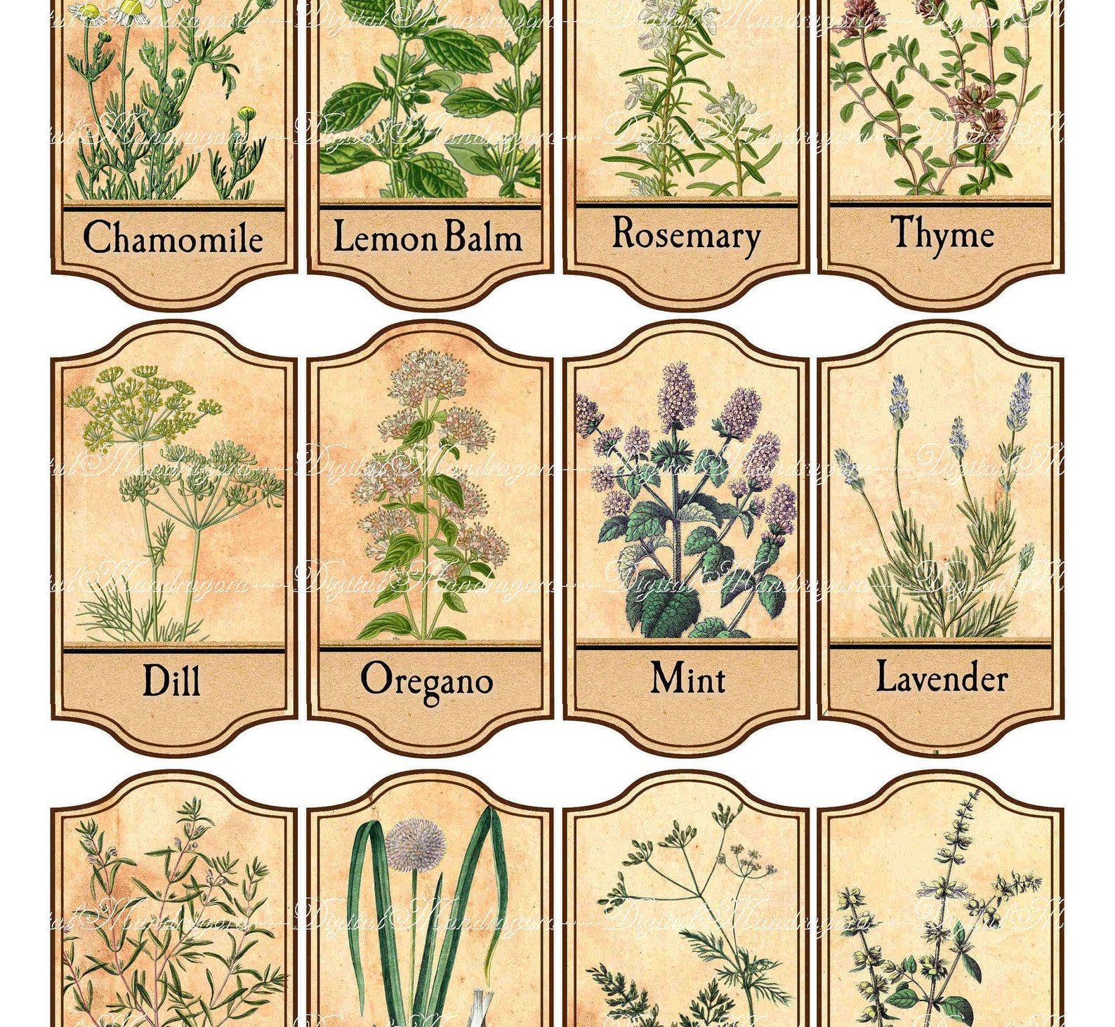 Herbal Apothecary Labels Herbal Labels Herbs Jar Labels - Etsy