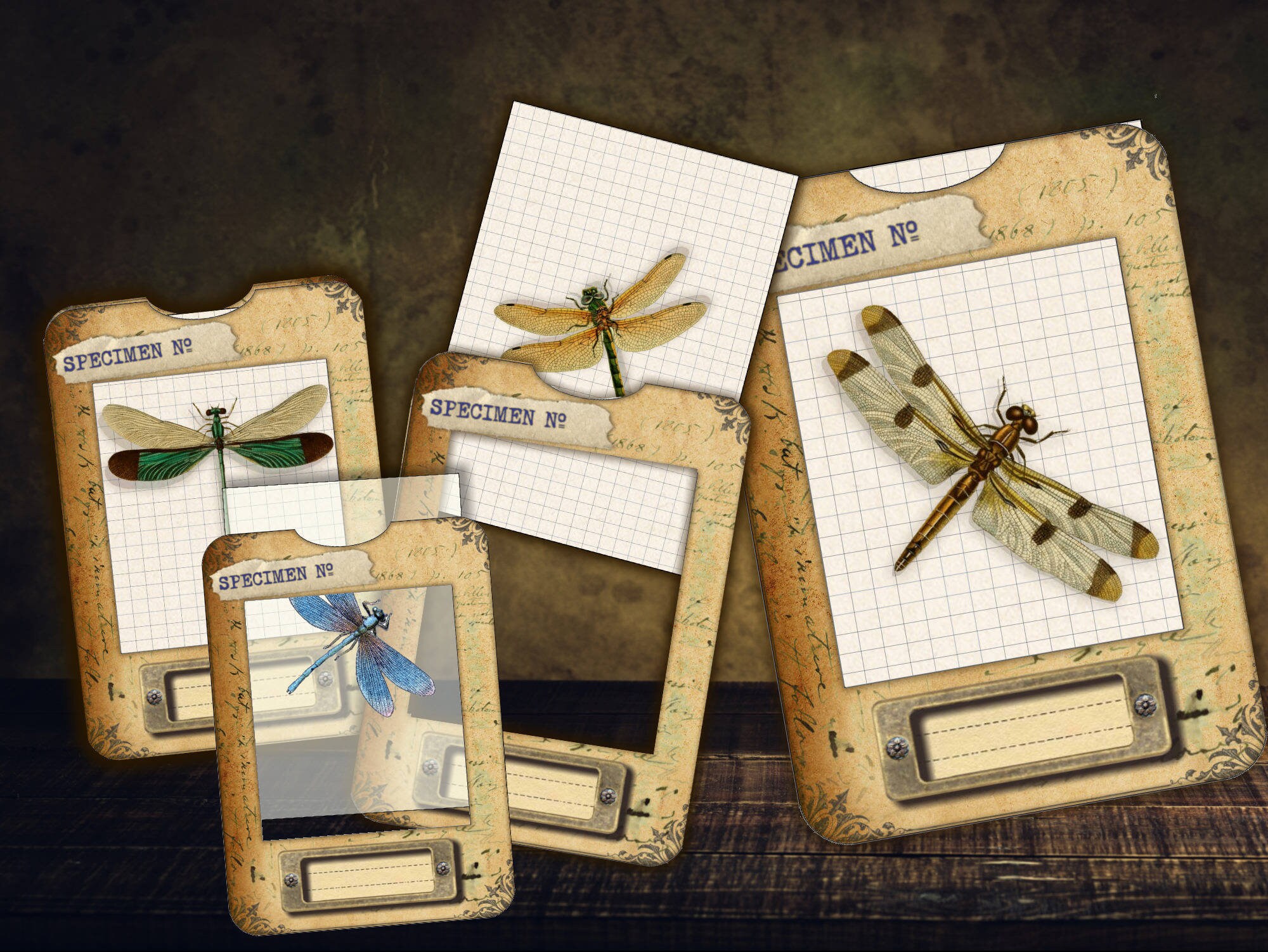 Dragonfly specimen slides with frames, vintage dragonfly cards for jo…